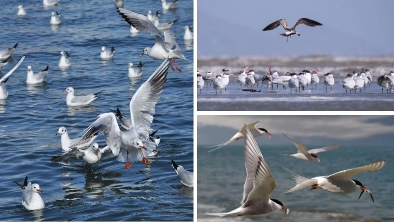 Chim di cư và vai trò trong hệ sinh thái