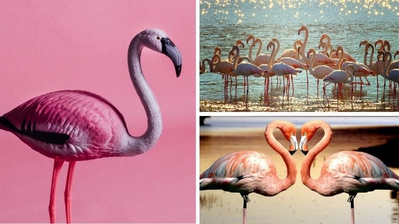 Chim hồng hạc và vai trò trong hệ sinh thái