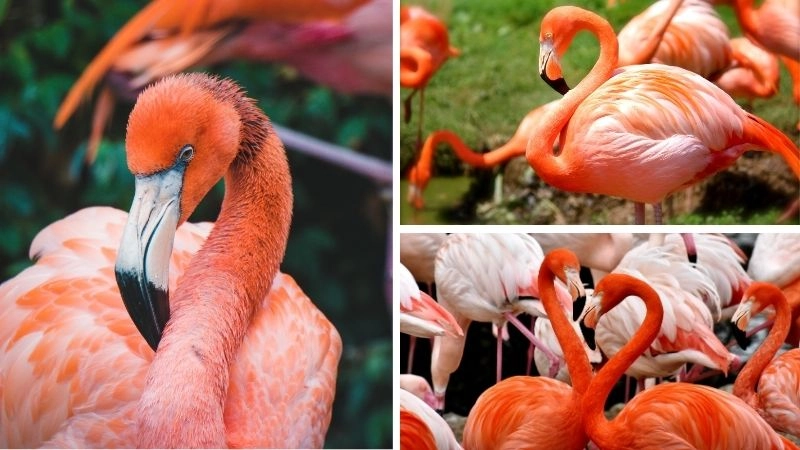 Màu sắc hồng hạc và đa dạng sinh học