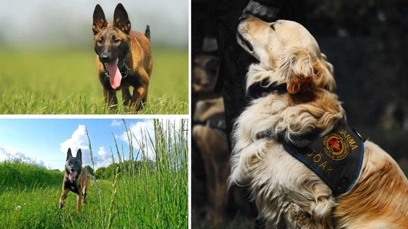 Chó cảnh sát người hùng bảo vệ an ninh