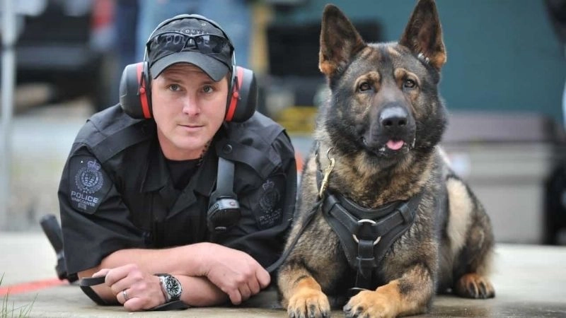 Huấn luyện chó kỹ năng nghiệp vụ chuyên sâu