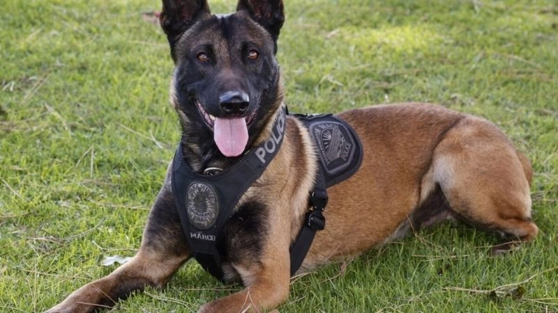 Chó nghiệp vụ sức mạnh trong nhiệm vụ đặc biệt