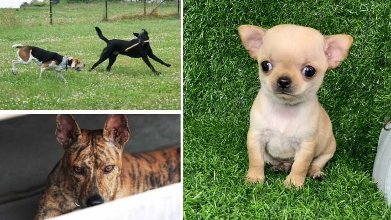 Chó Việt Nam bạn đồng hành trung thành