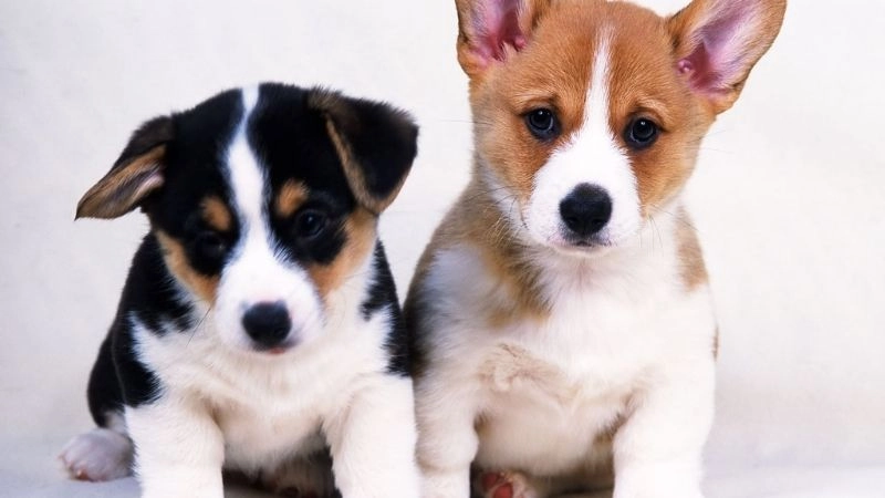 Văn hóa Việt Nam cội nguồn của lòng trung thành