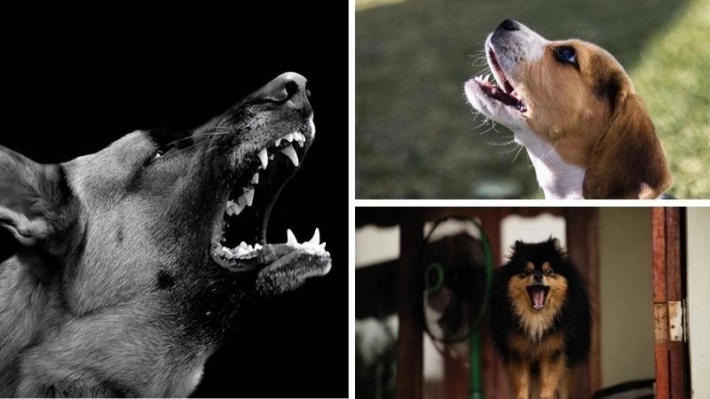 Lý do chó sủa giúp hiểu và giải quyết hành vi hiệu quả