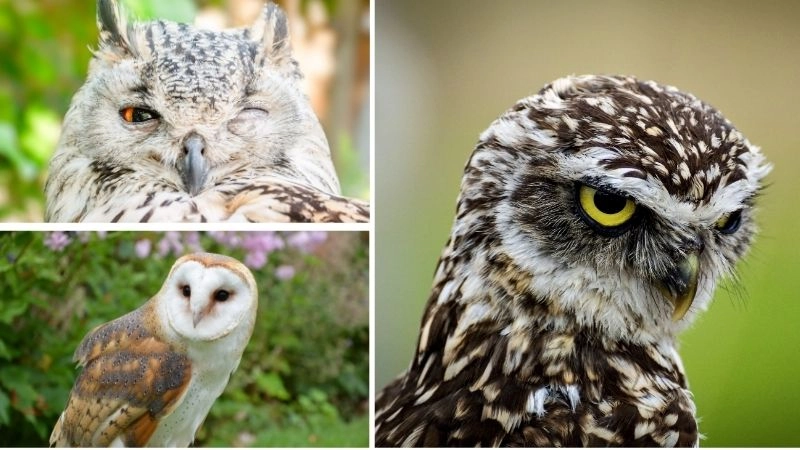 Đặc điểm cú mèo làm nên sự độc đáo tự nhiên