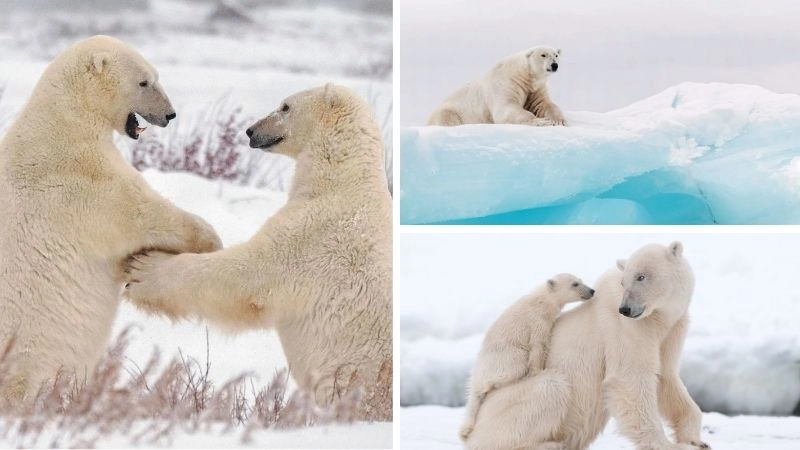 Băng tan và tác động đến hệ sinh thái