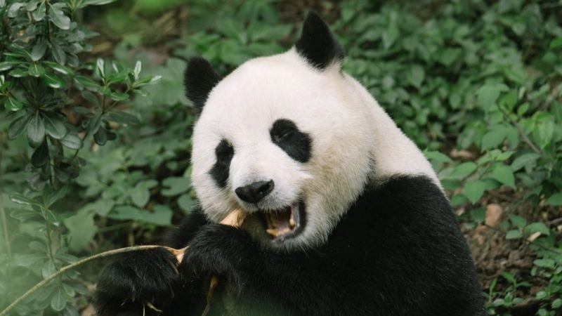 Đặc điểm gấu trúc làm nên vẻ đáng yêu tự nhiên