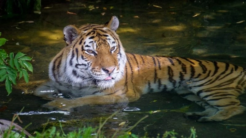 Động vật quý hiếm và đa dạng sinh học