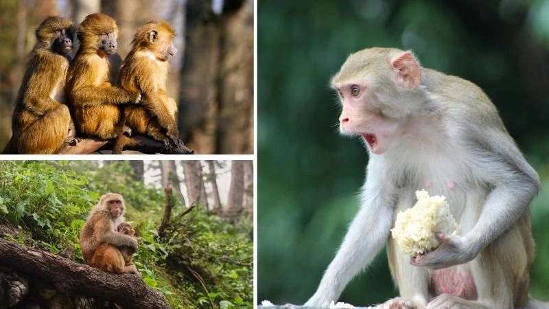 Hành vi khỉ phản ánh đời sống xã hội