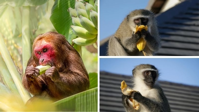 Chế độ ăn khỉ đa dạng và linh hoạt tự nhiên