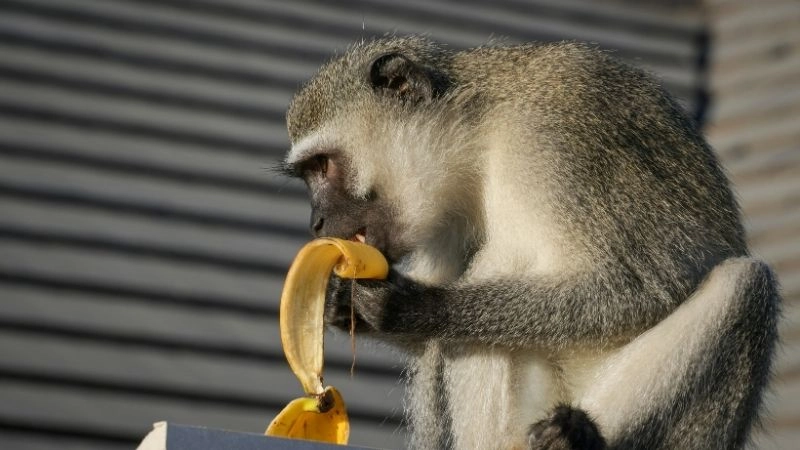 Khỉ ăn chuối nguồn dinh dưỡng trong tự nhiên