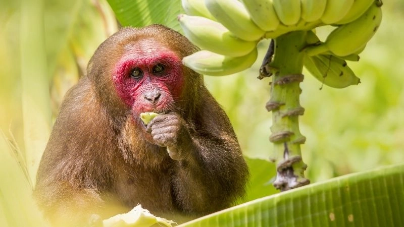 Hành vi khỉ thể hiện trí thông minh xã hội