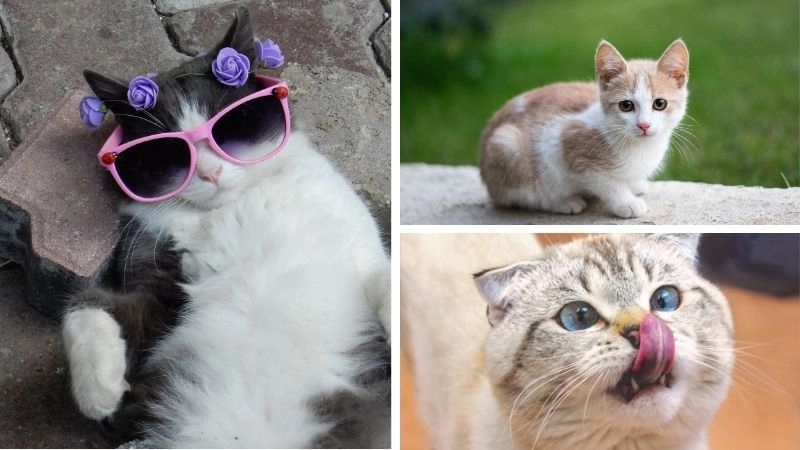 Mèo may mắn biểu tượng thịnh vượng Nhật