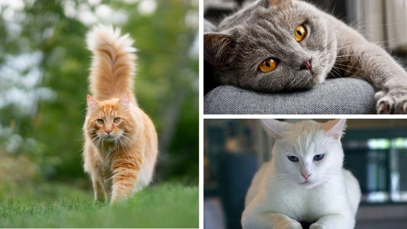 Văn hóa Nhật Bản cội nguồn của mèo may mắn