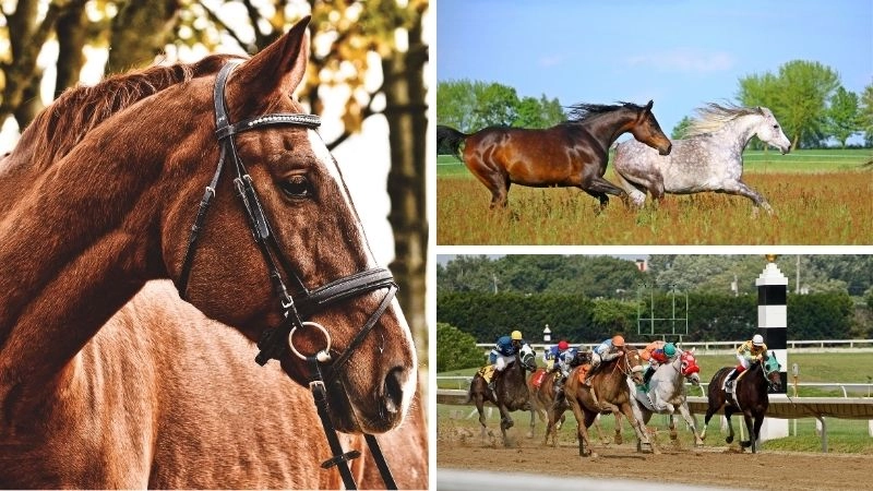 Ngựa đua biểu tượng tốc độ và sức mạnh