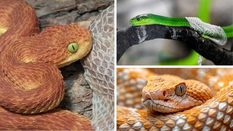 Đặc điểm rắn làm nên sự độc đáo tự nhiên