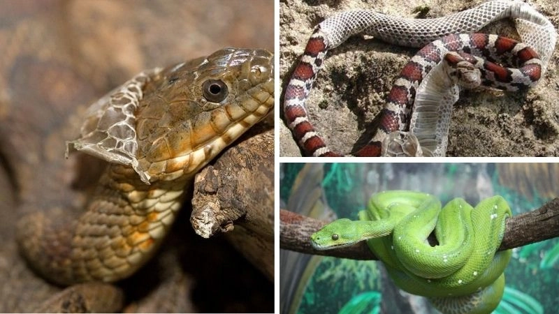 Quá trình lột da kỳ diệu của loài rắn