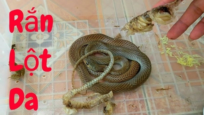 Rắn lột da biểu tượng tái sinh trong tự nhiên