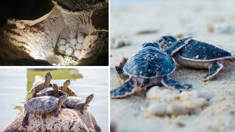 Hành vi rùa biển và thích nghi tự nhiên