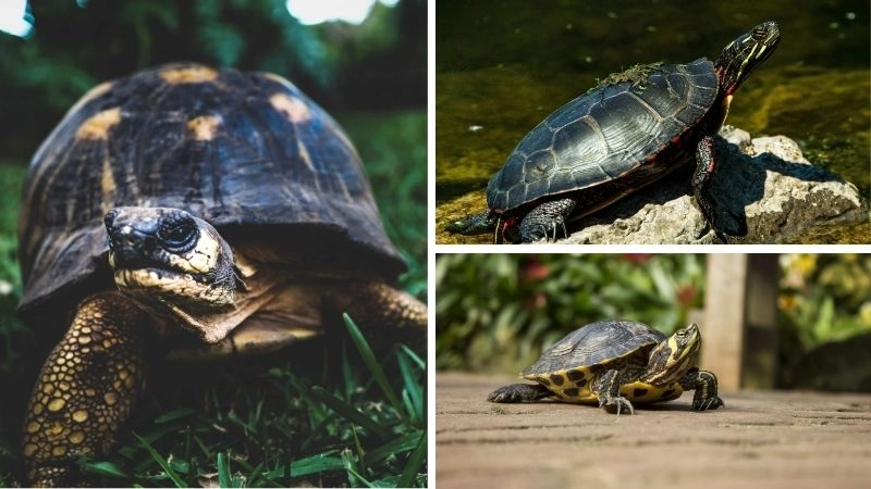 Động vật quý hiếm Việt Nam và đa dạng sinh học