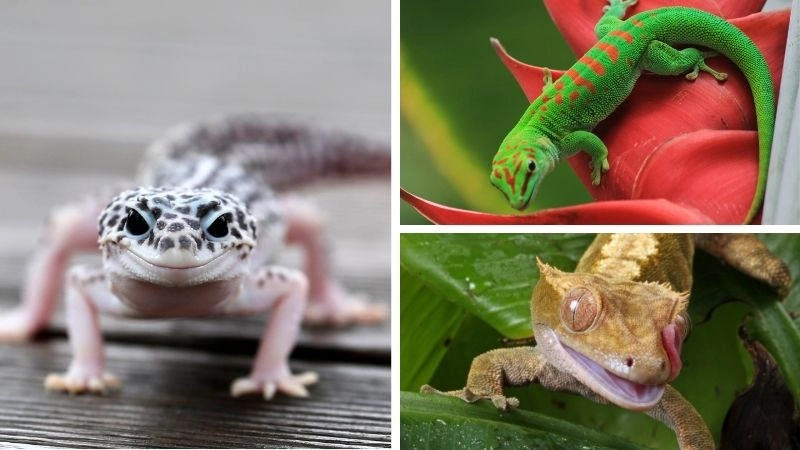 Màu sắc tắc kè nghệ thuật ngụy trang tự nhiên