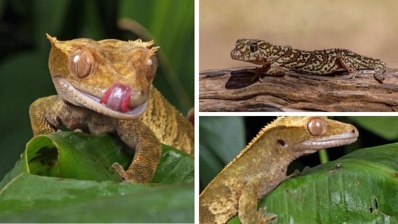 Đặc điểm tắc kè thích nghi môi trường tự nhiên