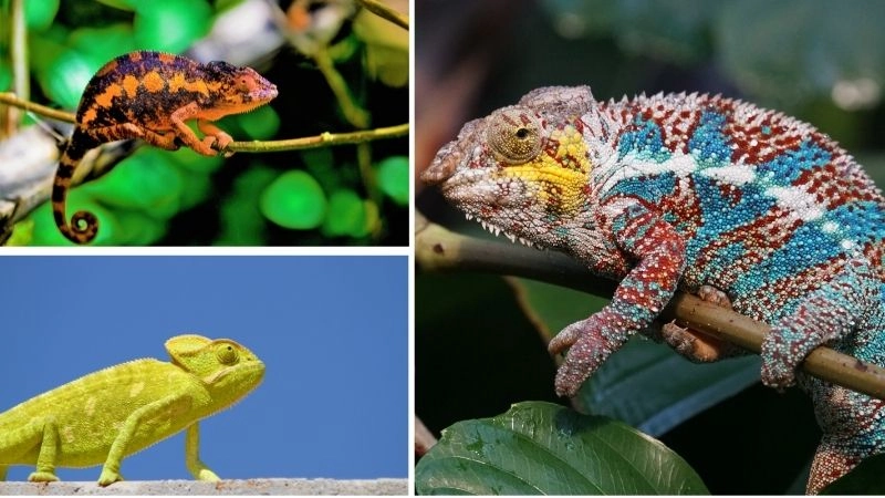 Đặc điểm tắc kè thích nghi hoàn hảo với môi trường