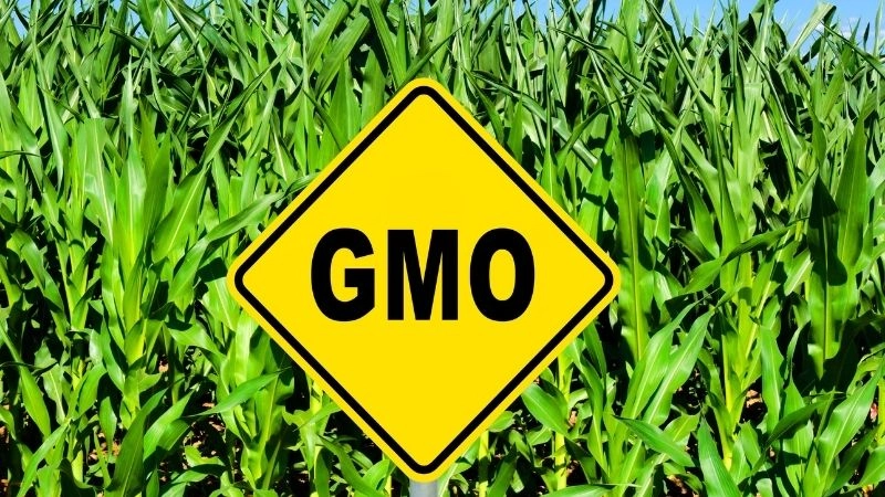 Thực phẩm GMO và cải tiến nông nghiệp