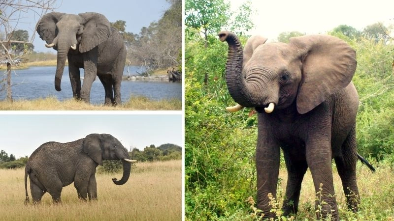 Voi Ấn Độ biểu tượng sức mạnh và tôn kính