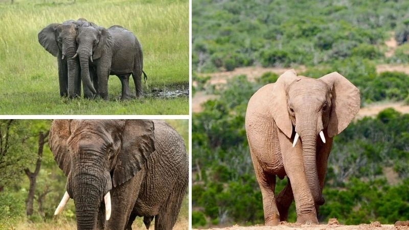 Văn hóa Ấn Độ cội nguồn của voi linh thiêng