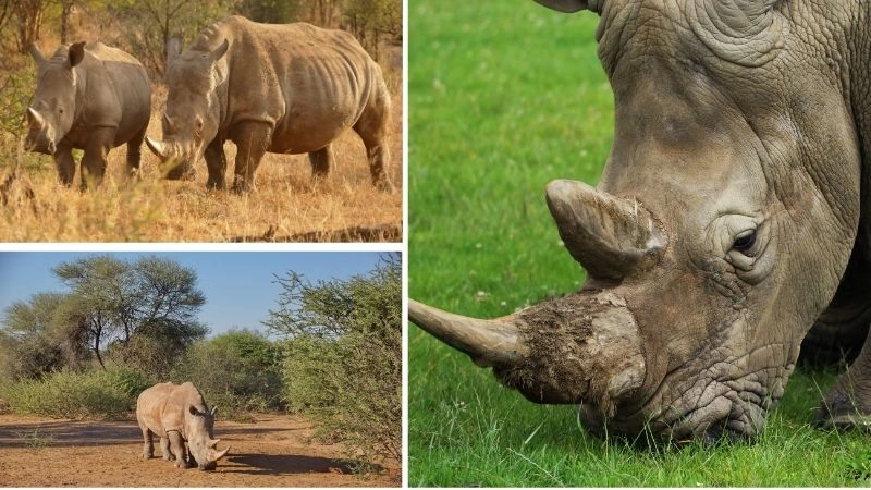 Bảo tồn tê giác nỗ lực cứu loài khỏi nguy cơ tuyệt chủng