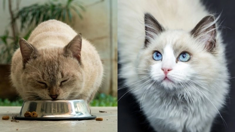 Thức ăn mèo tốt giúp nâng cao chất lượng cuộc sống