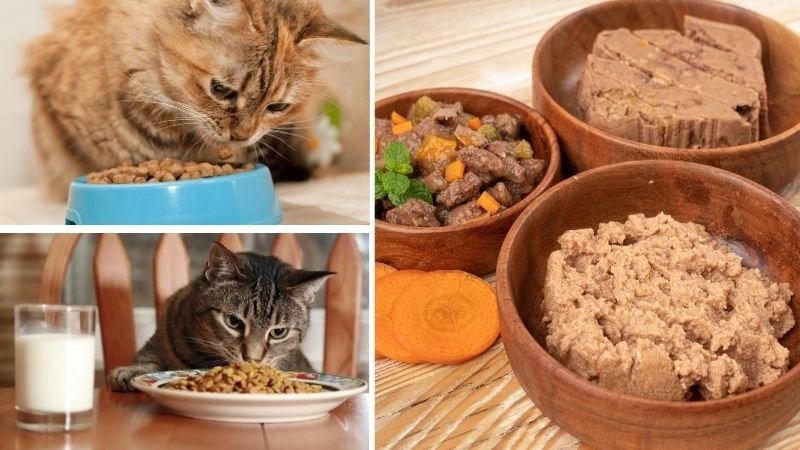 Thức ăn cho mèo đảm bảo sức khỏe và sự phát triển