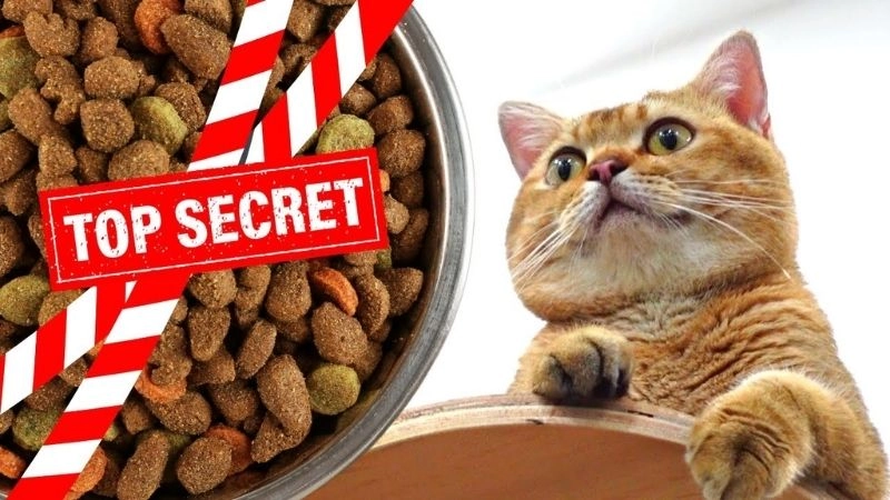 Dinh dưỡng mèo cần thiết để duy trì sức khỏe lâu dài