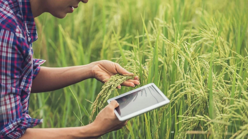 Ứng dụng AR mở rộng trong giáo dục và thương mại nông nghiệp