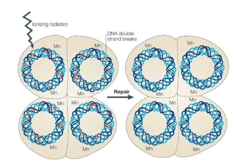 Bật mí Deinococcus radiodurans và khả năng kháng bức xạ