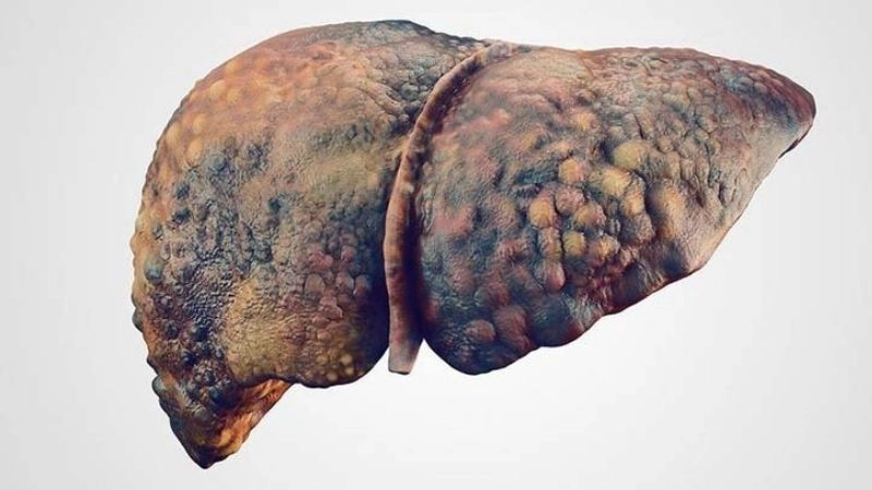 Tế bào gốc tạo máu có thể tái tạo tế bào máu và kích thích tạo ra tế bào gan