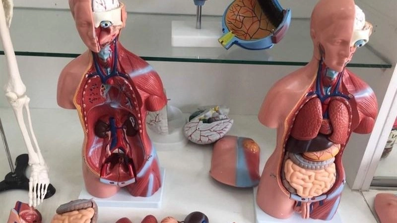 Ứng dụng in 3D trong y học kết hợp với những hình ảnh thu được từ MRI và CT scan