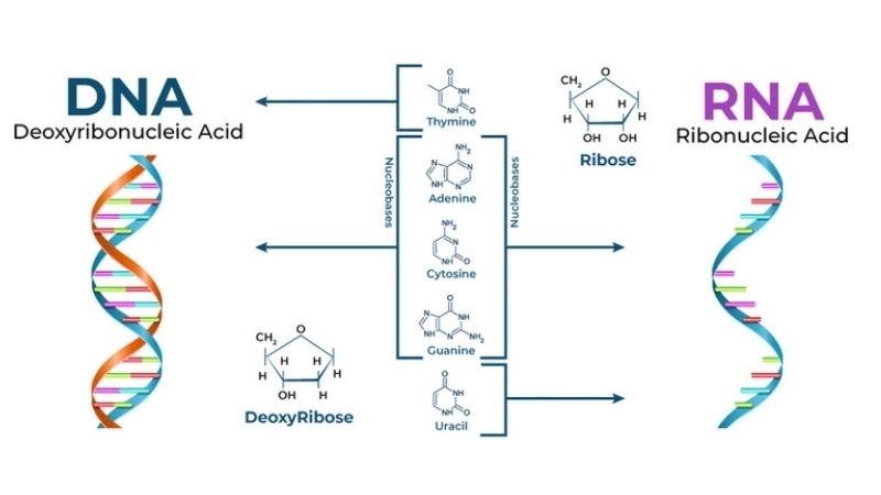 Vắc-xin DNA chủ yếu mới ở giai đoạn thử nghiệm