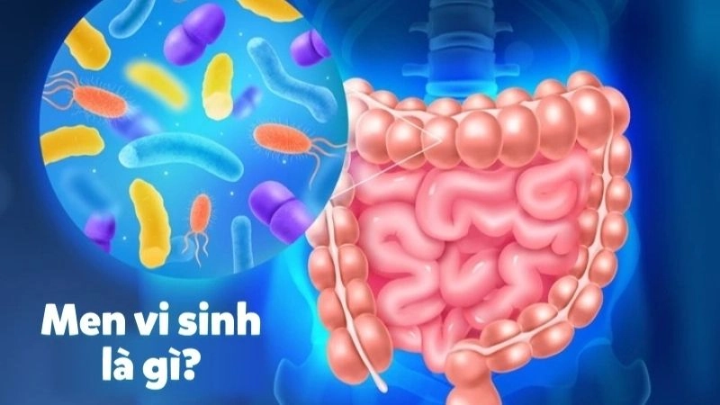 Men vi sinh hay còn gọi được gọi là lợi khuẩn hoặc probiotic
