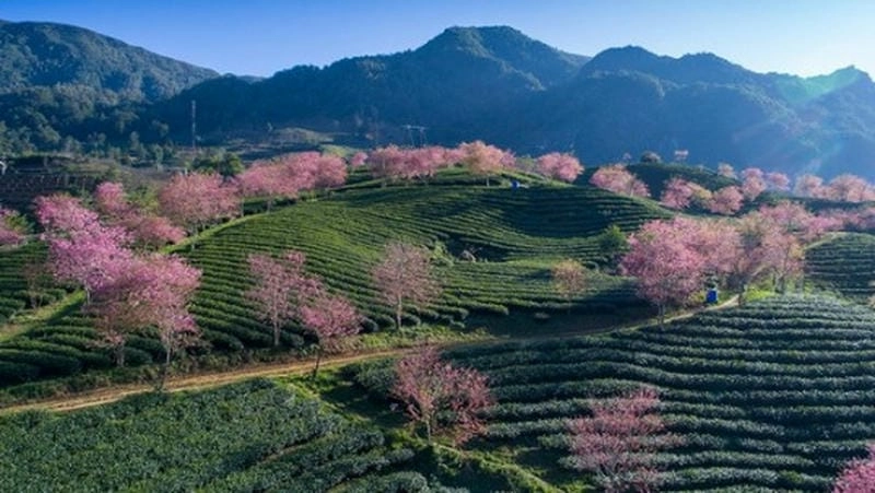 Những lý do khiến Lào Cai mùa hoa đào thu hút du khách