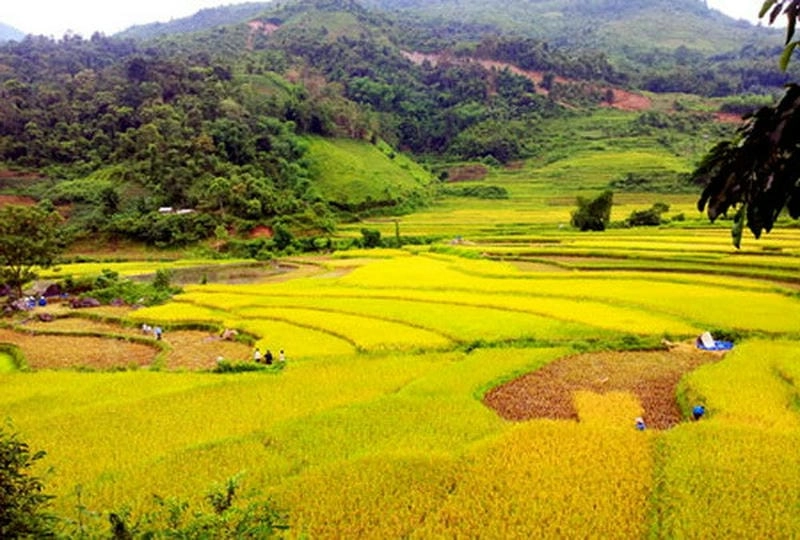Thời điểm lý tưởng để chiêm ngưỡng mùa lúa chín Bắc Kạn