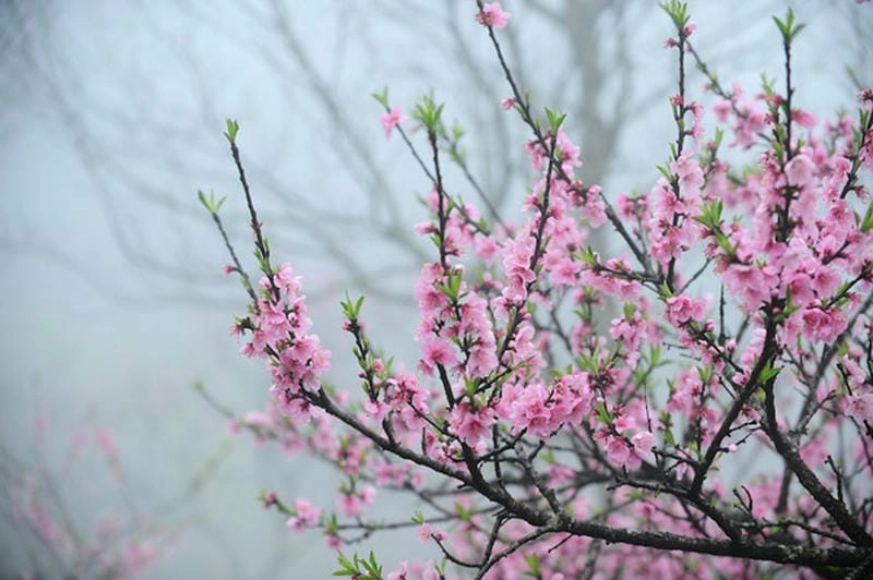 Mờ ảo lãng đãng sương mù hoa đào