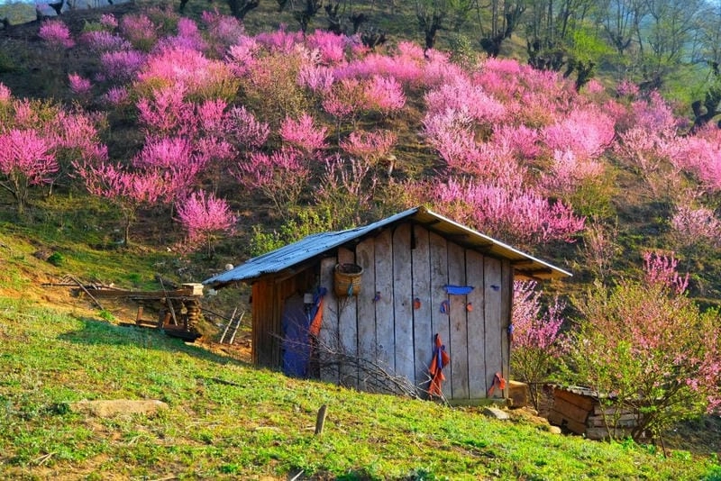 Thời điểm lý tưởng để chiêm ngưỡng hoa đào Lào Cai
