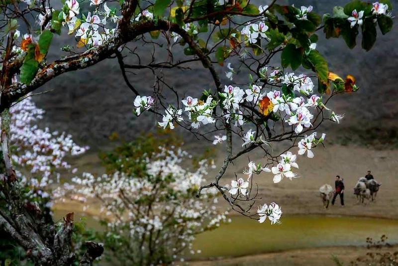 Tham khảo ngay gợi ý lưu trú ấm cúng và tiện nghi