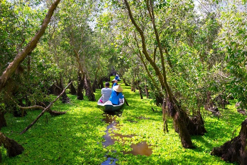Rừng tràm Trà Sư An Giang – thiên đường chim muông