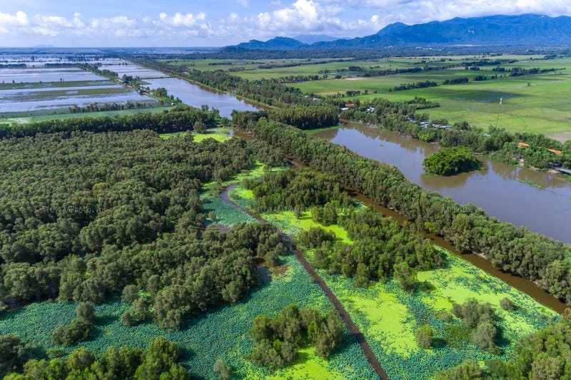 Rừng tràm Trà Sư An Giang xanh mướt giữa thiên nhiên