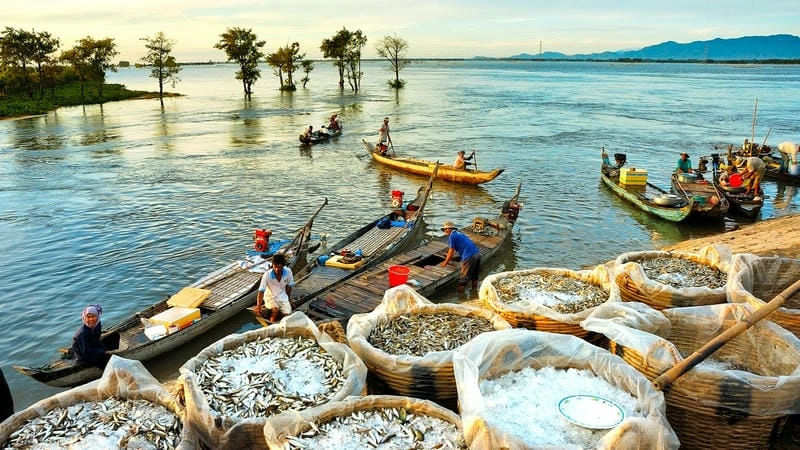Vẻ đẹp hoang sơ của Rừng tràm Trà Sư An Giang
