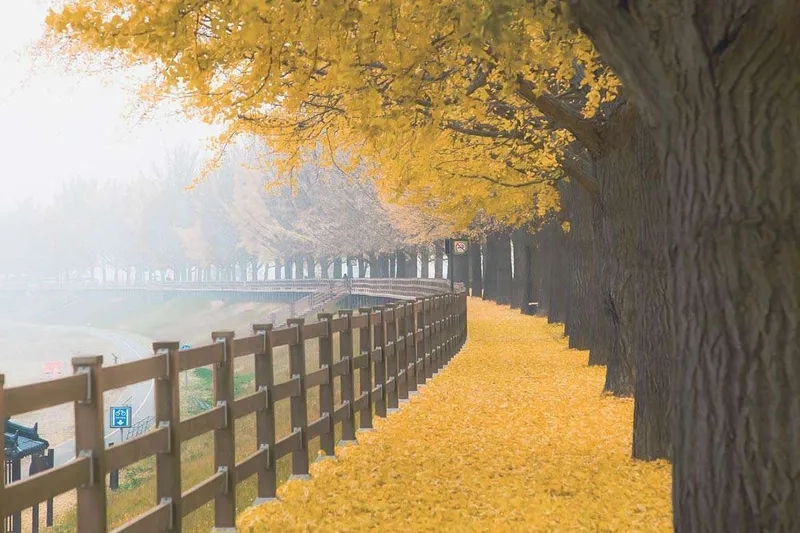 Khám phá Asan qua từng góc phố nhỏ